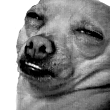 :cooldog: